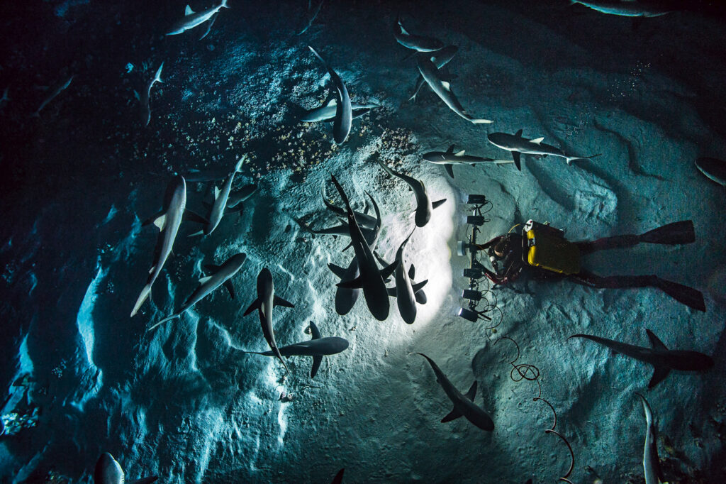 © Laurent Ballesta Passe Sud de l’Atoll de Fakarava Polynésie Francaise profondeur 30 mètres